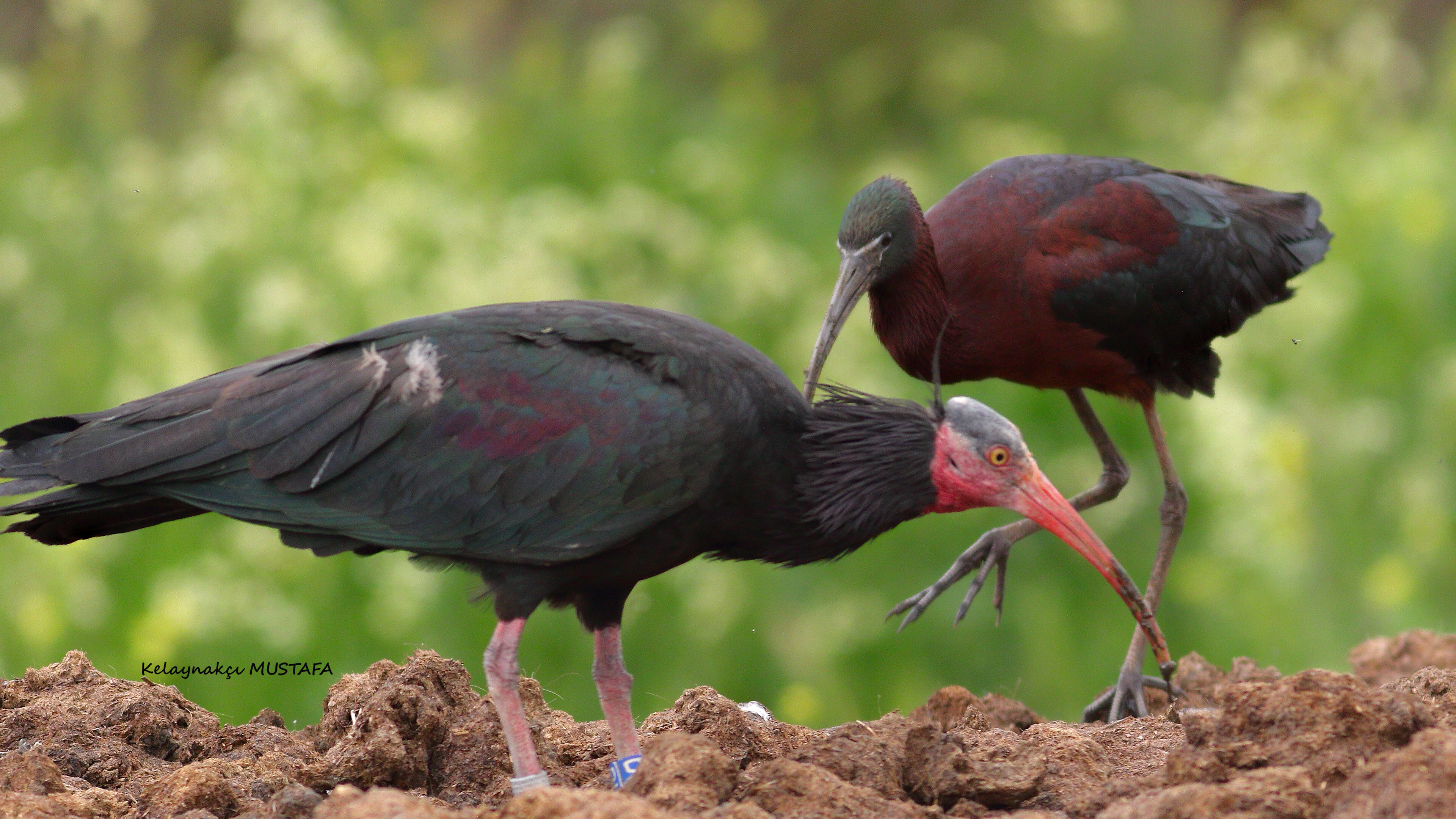 Northern Bald Ibis